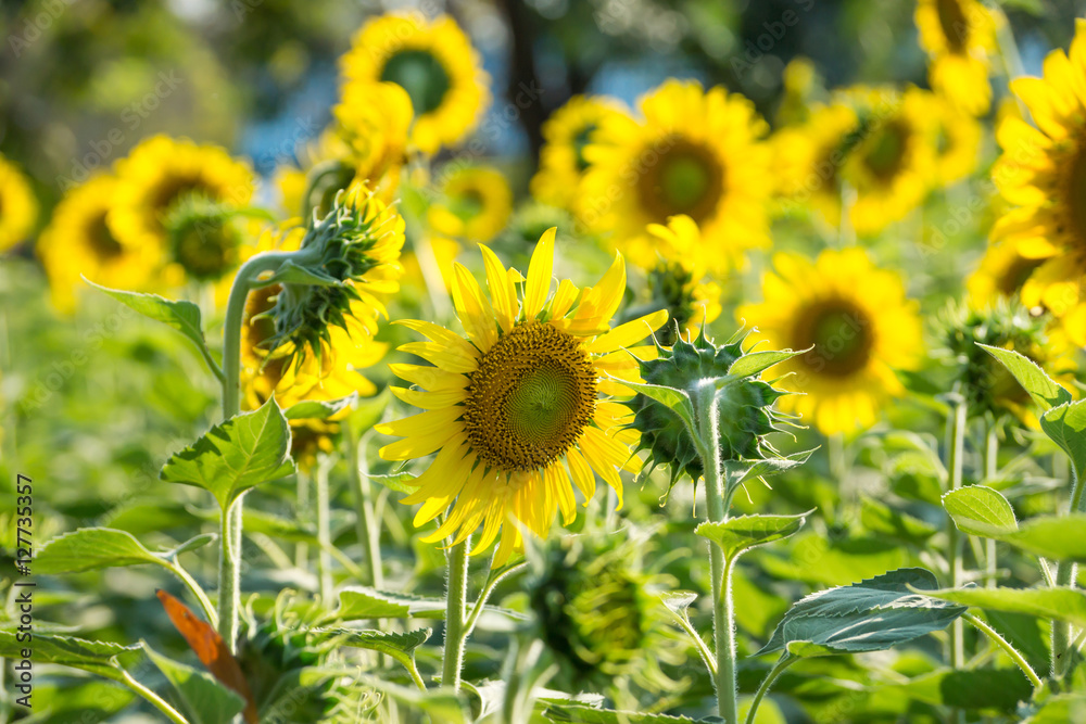Fototapeta premium Sunflower in the garden