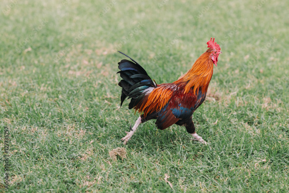 Colorful rooster with tan, blue and green feathers running around the grass in the Park.