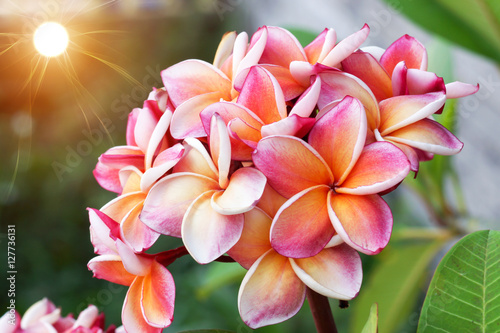 Plumeria flower Mixed color of orange and pink