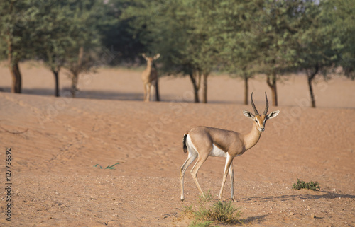 Obraz na płótnie Arabian gazelles in a desert near Dubai w salonie