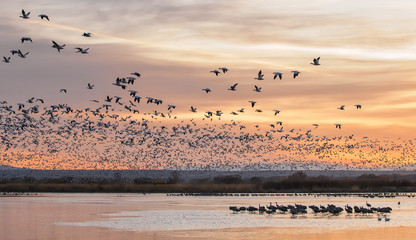 Wandcirkels Vogel Sneeuwganzen vliegen bij zonsopkomst  © sjessup