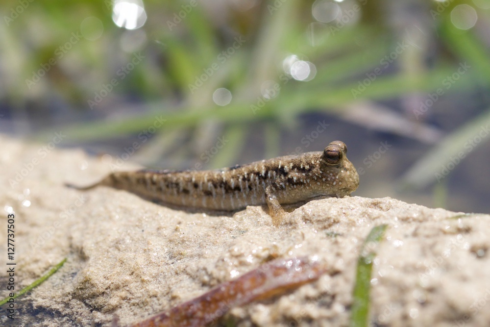 Naklejka premium Mudskipper