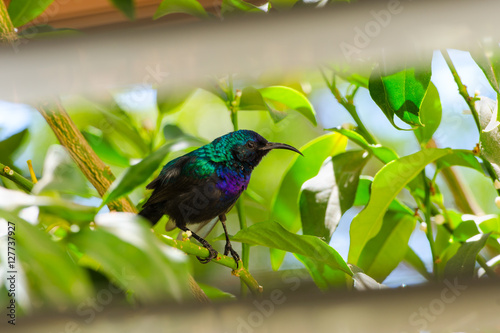Palestine sunbird outside the window