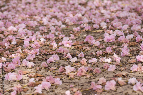 Flower of pink trumpet tree falling on ground © noppharat