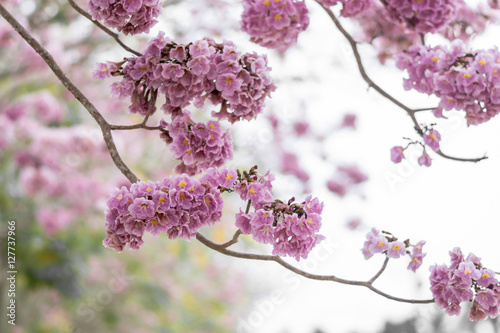 Pink trumpet tree (Bertol,),sweet pink flower blooming photo