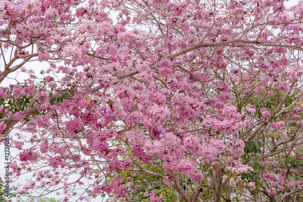Pink trumpet tree (Bertol,),sweet pink flower blooming