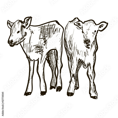 calf