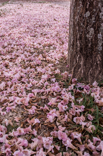 Flower of pink trumpet tree falling on ground