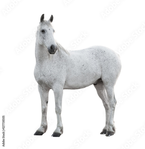 horse isolated on the white background