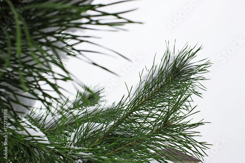 Green pine branches under the snow in winter