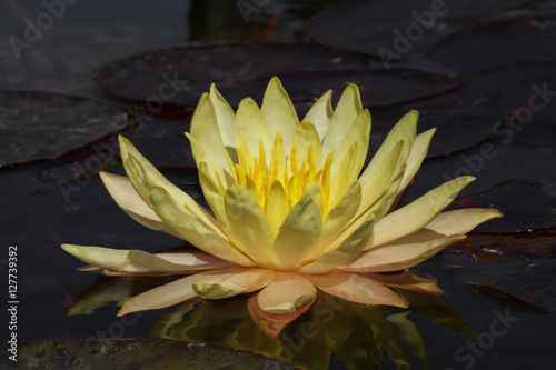 waterlily lotus flowers floating on water