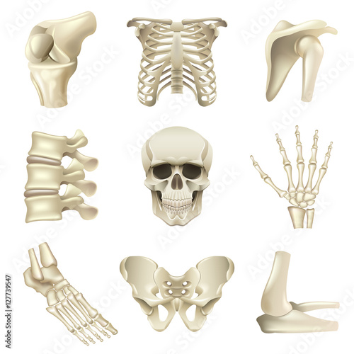 Human bones icons vector set