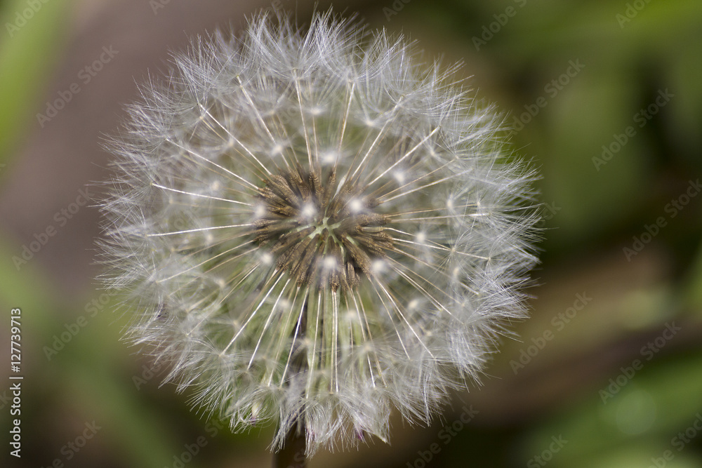 Fototapeta premium Dandelion seeds