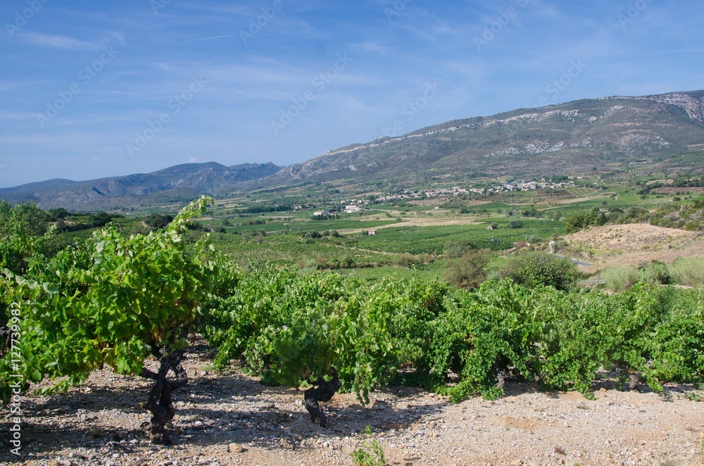 Mediterranean vineyard at the foot of hills