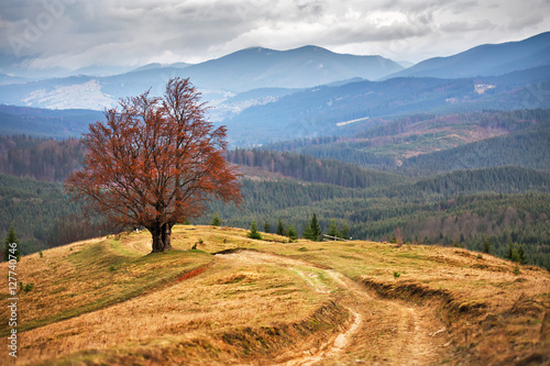 Lone tree in autumn mountains. Cloudy fall scene photo