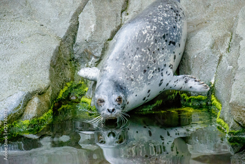 Photography Seal