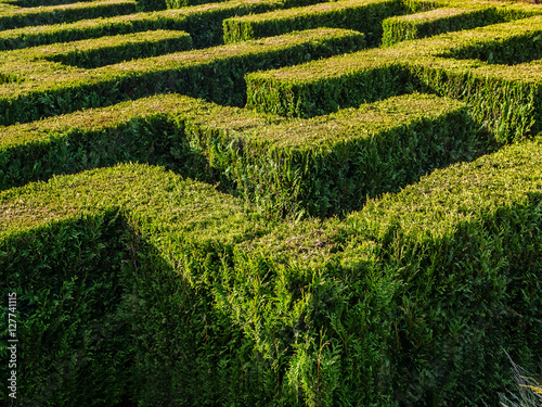 Hedge formed maze