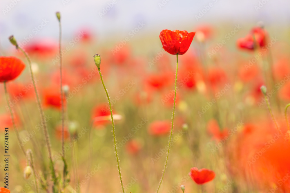 Obraz premium Early spring poppy flowers,blurred background / flower blurry background