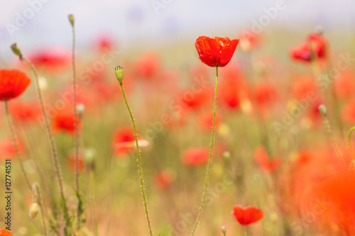 Early spring poppy flowers,blurred background / flower blurry background
