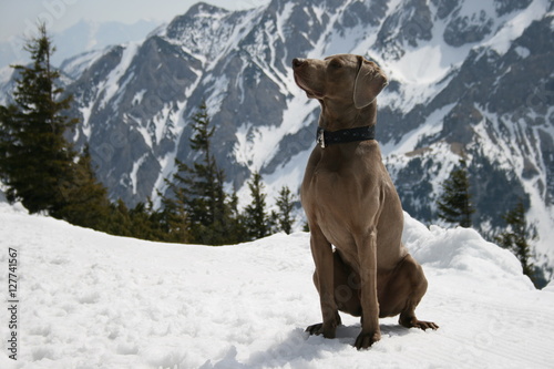 Jagdhund sitzt im Schnee
