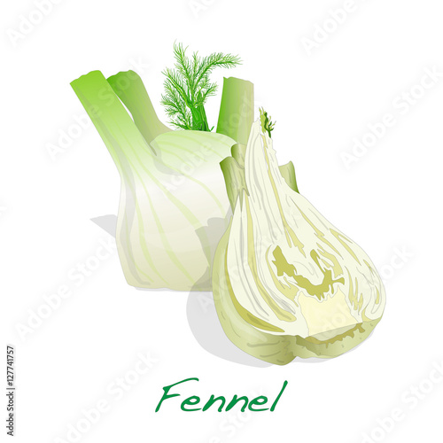 Fresh fennel bulb isolated on white background close up