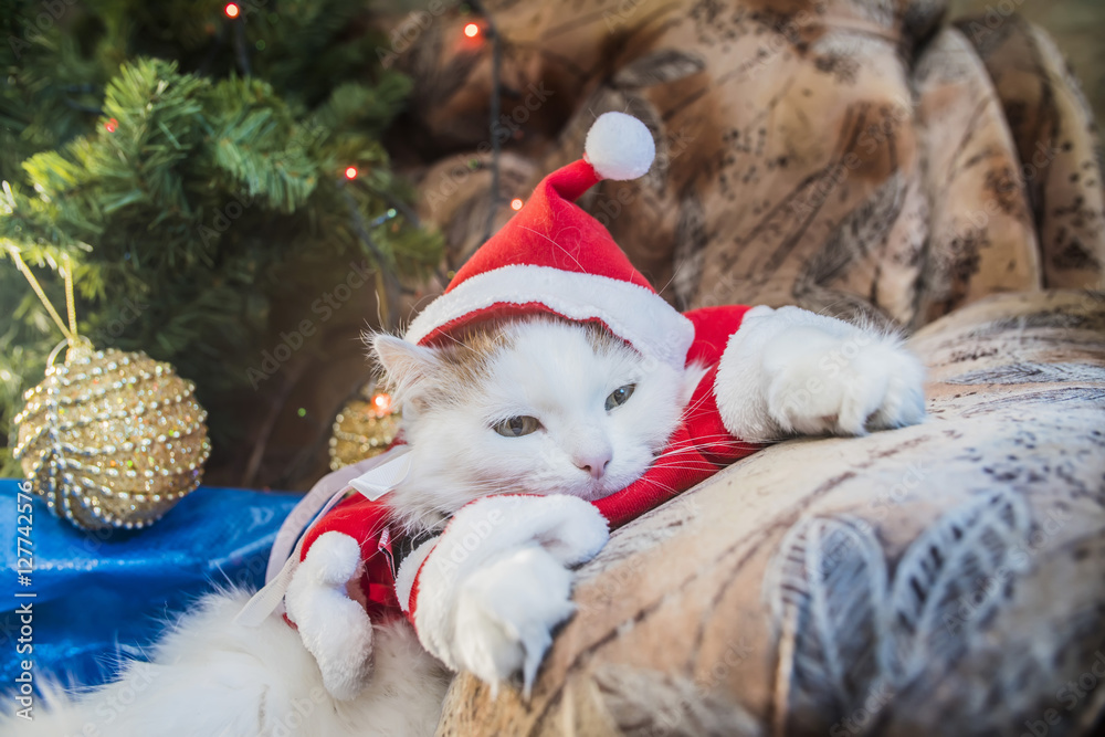 Obraz premium funny cat dressed in a Christmas hat on the background of Christmas trees and garlands