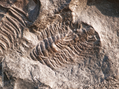 Conocoryphe sulzeri - fossiled trilobite from middle cambrian period found in Czech republic © sci