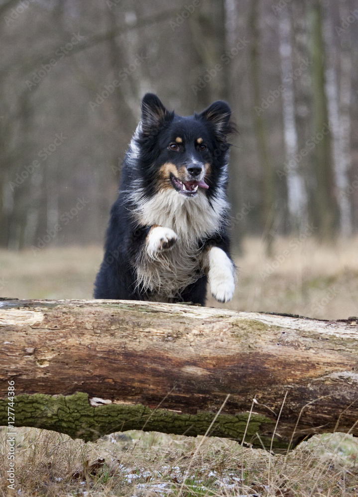Obraz premium outdoor australian shepherd portrait