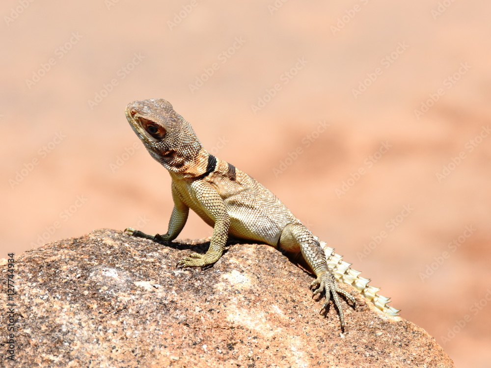 Madagascan collared iguana Oplurus cuvieri in its natural environment Madagascan collared iguana Oplurus cuvieri in its natural environment