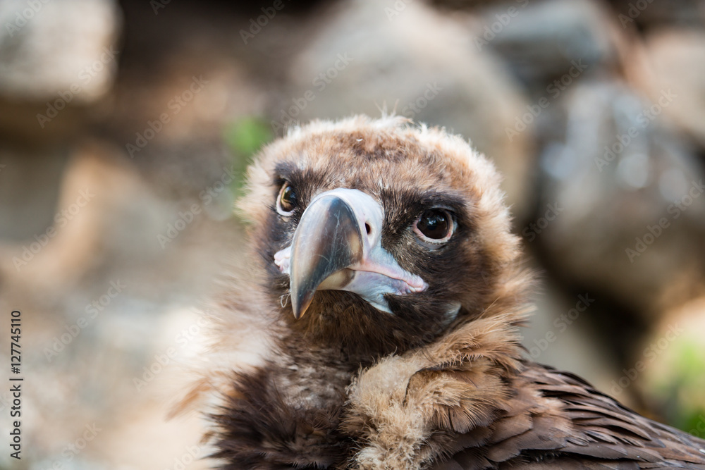 Bird vulture closeup in the afternoon. Head Bird vulture closeup in the afternoon. Head