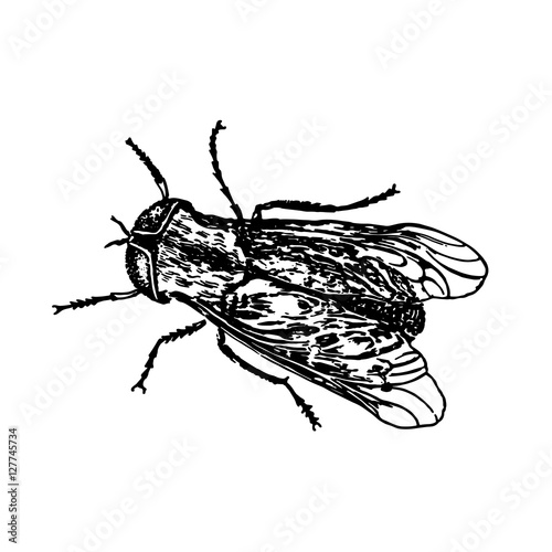 sketch realistic insect fly © Tamara