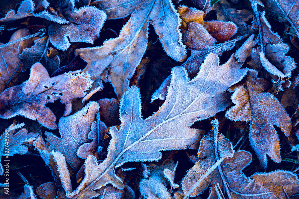 frosted abstract oak leafage