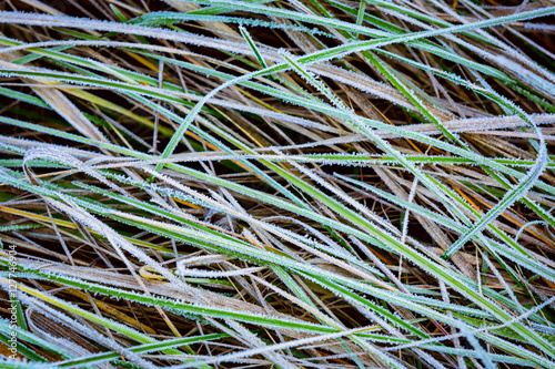 frozen green grass
