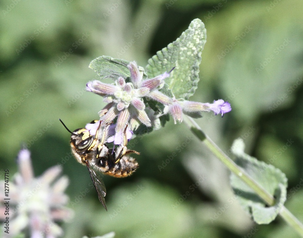 Waspy Dreams Waspy Dreams