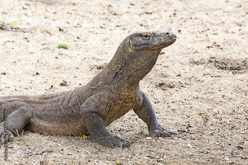 Komodo Dragon in Komodo national park