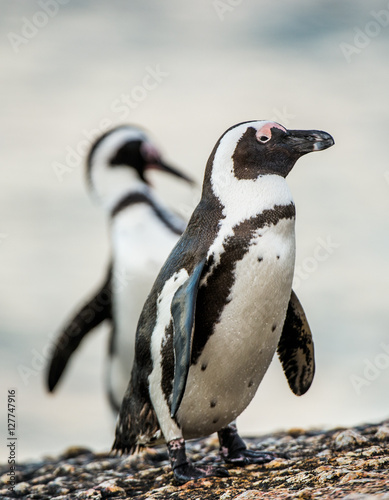 African penguin ( Spheniscus demersus).african penguin (spheniscus demersus) at the boulders colony. also known as the jackass penguin and black-footed penguin.south africa