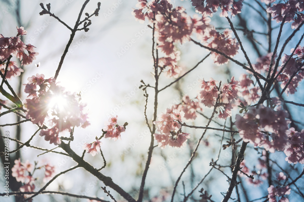 Beautiful Cherry Blossom or Sakura flower on nature background, Beautiful Cherry Blossom or Sakura flower on nature background,