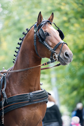 Portrait of bay carriage driving horse © Dotana