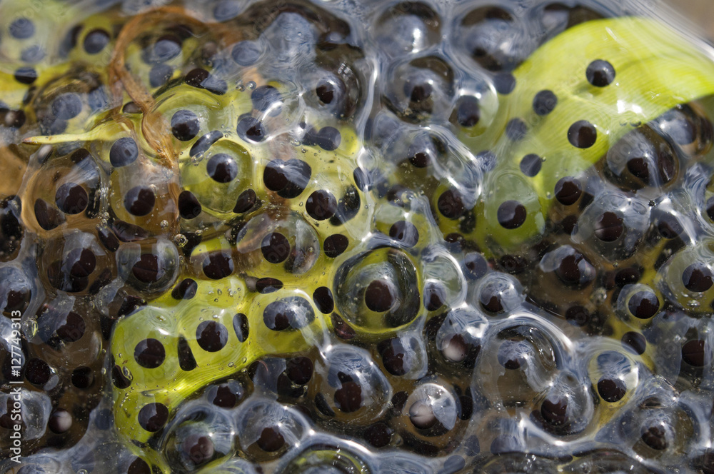 Obraz premium Frog caviar.