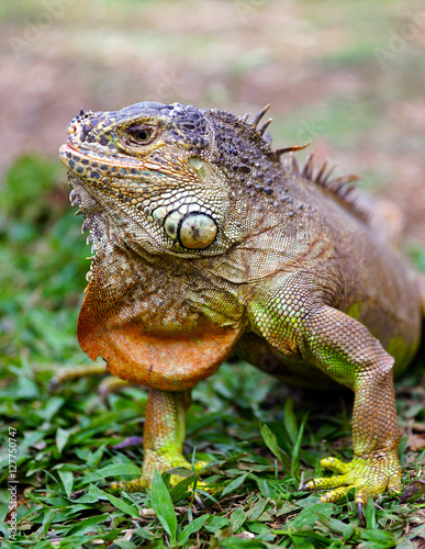 Portrait of iguana in the wild