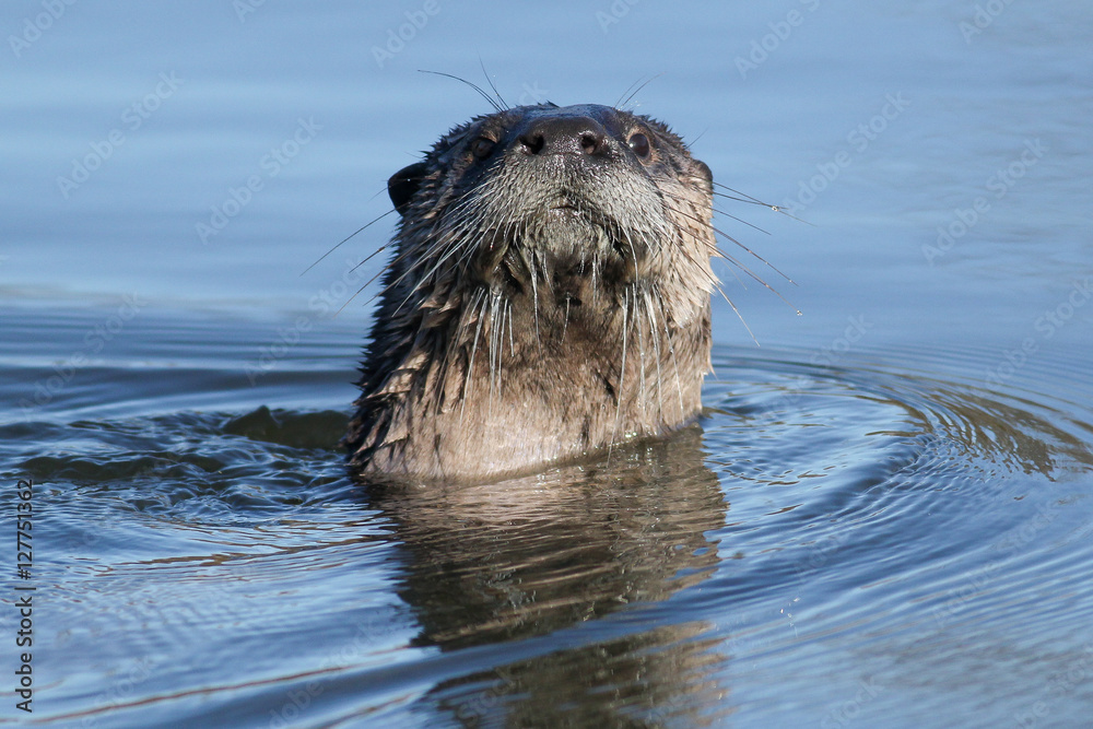 Fototapeta premium North American river otter swimming