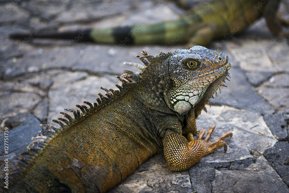 Iguana in a park in Guayaquil in Ecuador, South America Iguana in a park in Guayaquil in Ecuador, South America