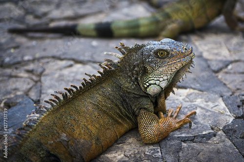 Iguana in a park in Guayaquil in Ecuador, South America © Tiago Fernandez