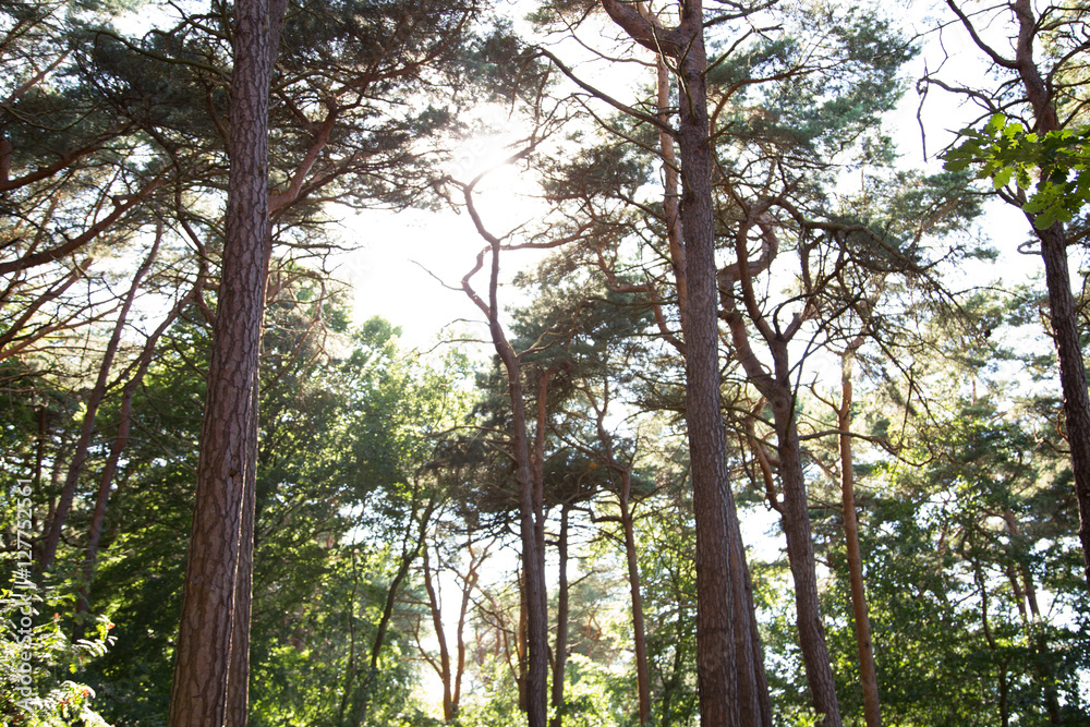 Fototapeta premium Wald