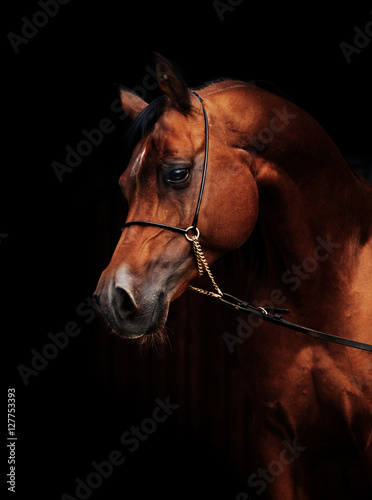 portrait of amazing bay arabian horse.