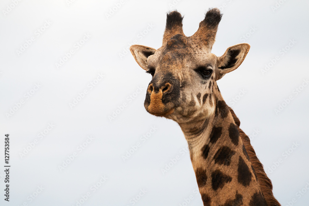 Naklejka premium Portrait einer Giraffe