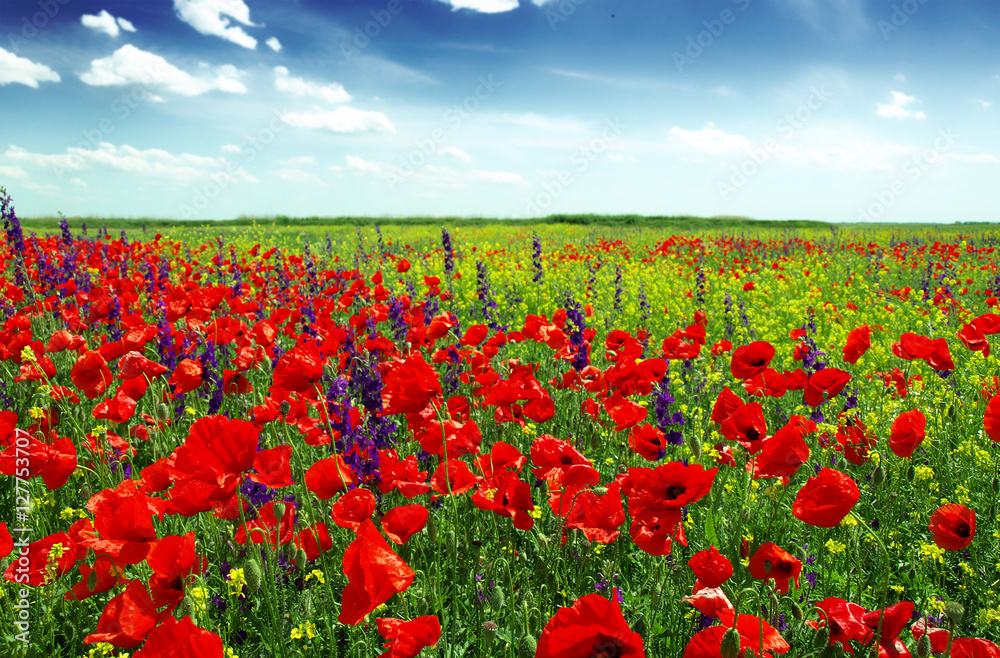 Fototapeta premium Summer wildflowers and clouds