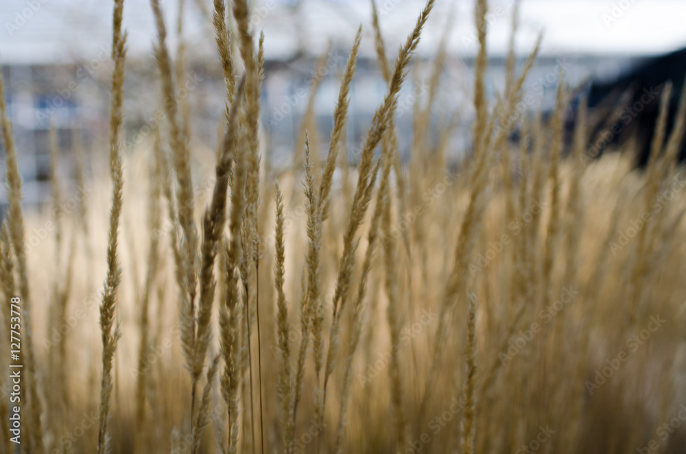 wheat. wheat.