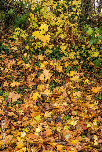 Herbstliches Laub