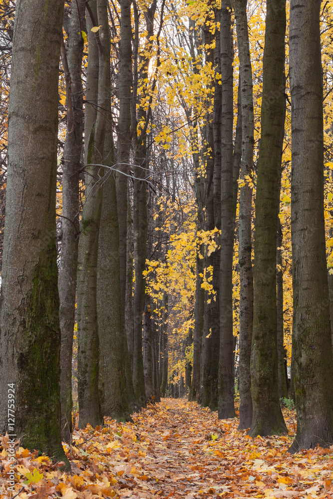 Fototapeta premium Autumn park alley